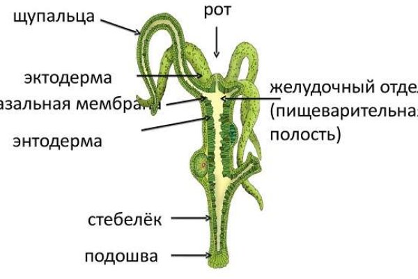 Гидра кракен