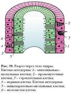 Кракен рабочая ссылка на официальный магазин